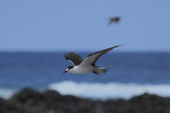 Manutara en Rapa Nui. Foto: Sebastián Yancovic, Manu Project.&nbsp;
