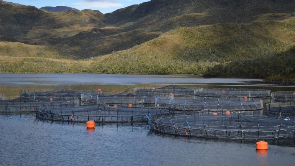 Ministros aclaran fake news salmonera: ley SBAP no afecta empleos ni concesiones actuales