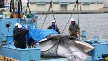 Japón vuelve oficialmente a la caza de ballenas tras 30 años de prohibición
