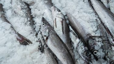 Por no acreditar origen de más de 50 toneladas de merluza: Multan a distribuidor con $67 millones