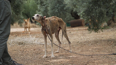 abandono, muerte o caza: los destinos de los galgos tras ser usados en carreras de perros