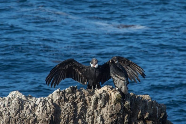 Condor San Fernando2 Victor Gamarra Toledo 2048x1365 1 e1675106631203.jpg