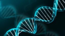 Identifican fragmentos de ADN que producen disfunción en el tejido mamario