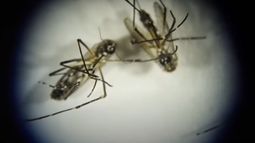 La OMS sigue con preocupación brotes de dengue en Latinoamérica