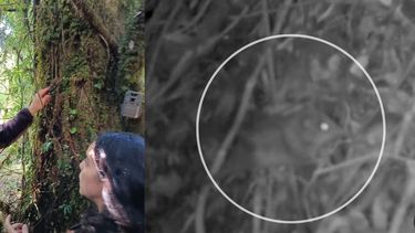 Detectan monito del monte en Aysén / Conaf