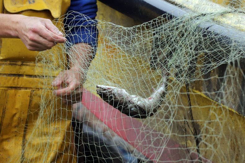 Pesca de merluza.&nbsp;