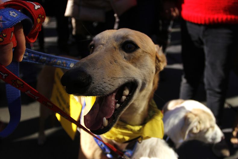 Crece apoyo para prohibir las carreras de galgos en Chile - Agencia Uno