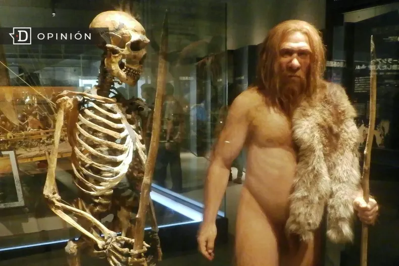 10959 escultura de un hombre paleolitico en un museo.webp