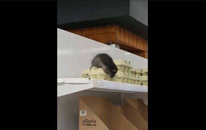 Raton en Unimarc de Loncoche.jpg