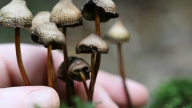 El Desconcierto | psilocibina hongos.jpg