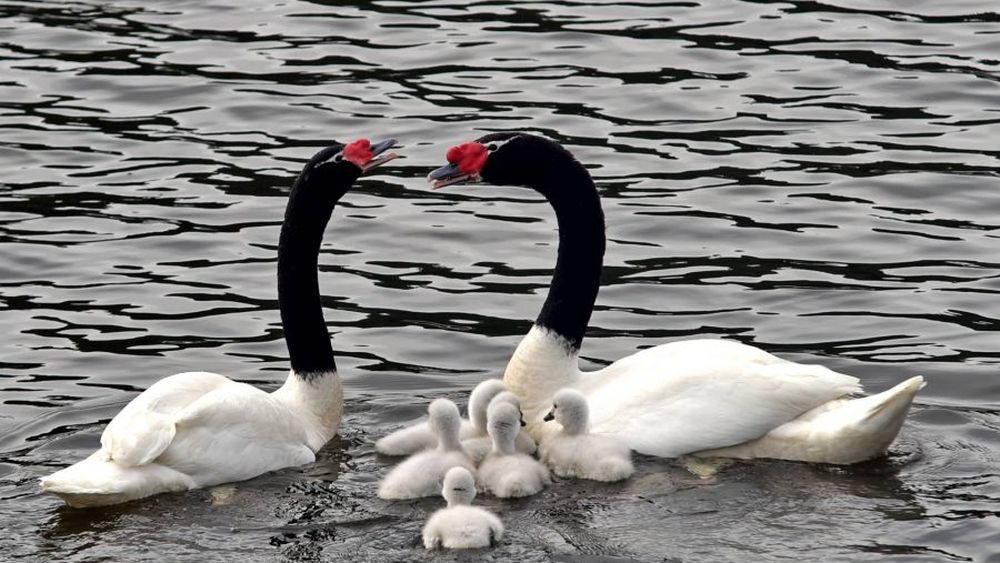 Santuario de Valdivia: Censo de avifauna muestra dramática disminución de cisnes