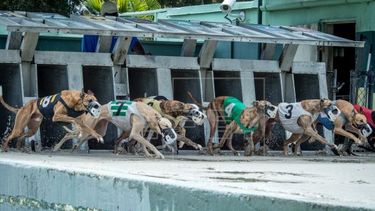Comisión de Medio Ambiente aprueba proyecto contra las carreras de perros