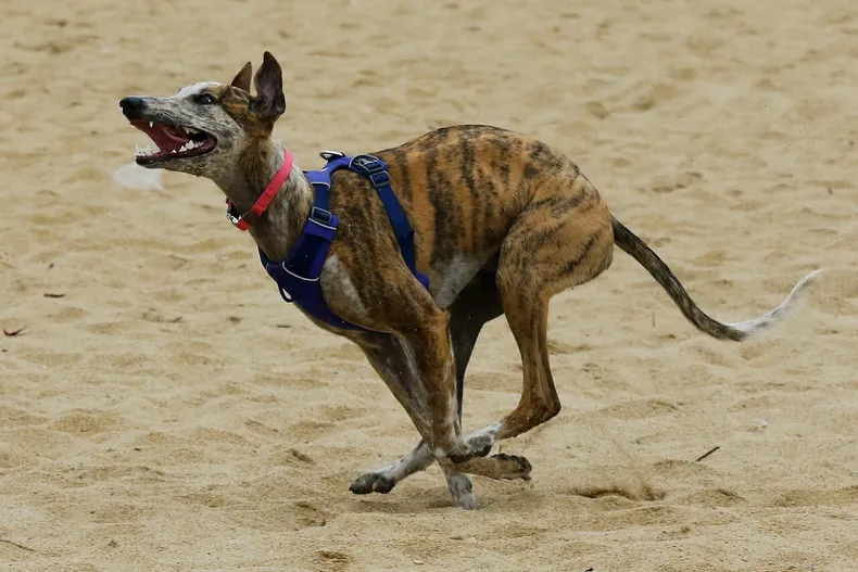 trabajadora fue mordida por 6 perros guardianes al ingresar a sus labores empresa debera indemnizarla con 10 millones.webp