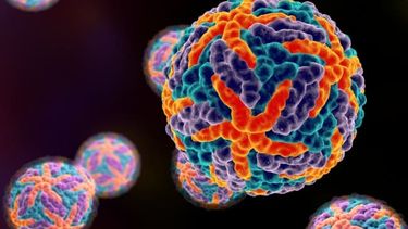 Virus del dengue: Aprende cómo detectar sus síntomas y cómo actuar ante ellos