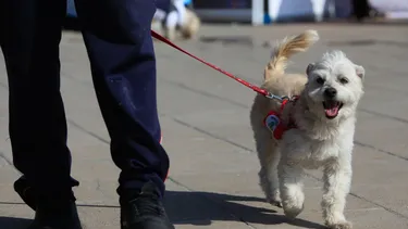 El Desconcierto | 19903 a uno 1385709.webp