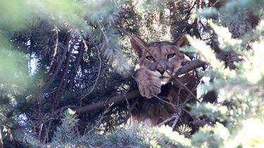 Autorizan temporada de caza de pumas en Patagonia: Medida argentina amenaza fauna chilena