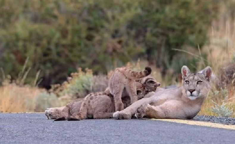 Madre puma alimenta a sus cachorros en una carretera de Torres del Paine - Instagram @fotosafaritorresdelpaine