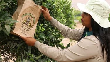 Mosca de la fruta: Liberan millones de moscas estériles para frenar plaga que avanza por Chile
