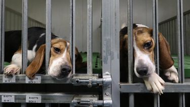 El Desconcierto | Beagles - Vivotecnia