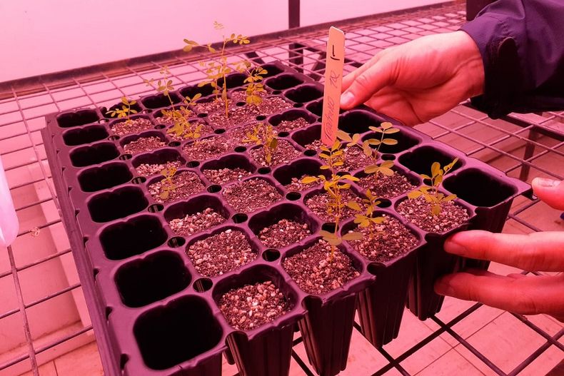 1187 toromiro universidad.jpg