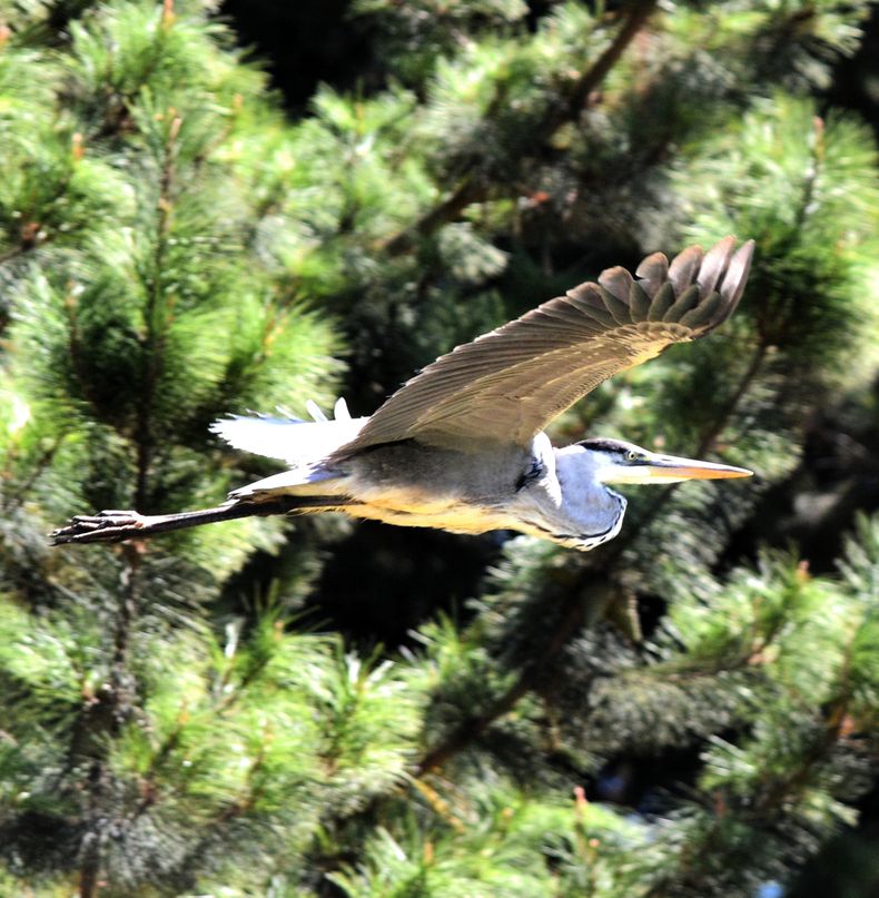 Aves de los Humedales de Pichilemu, Garza Cuca