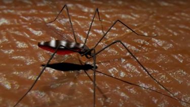 Casos de dengue en Argentina crecen 75% sólo en una semana