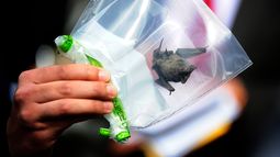 Científicos encuentran un nuevo coronavirus en murciélagos: El RmYN02 confirmaría origen natural del COVID-19