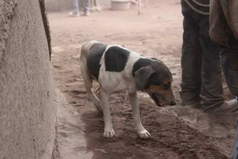 perro triste .jpg