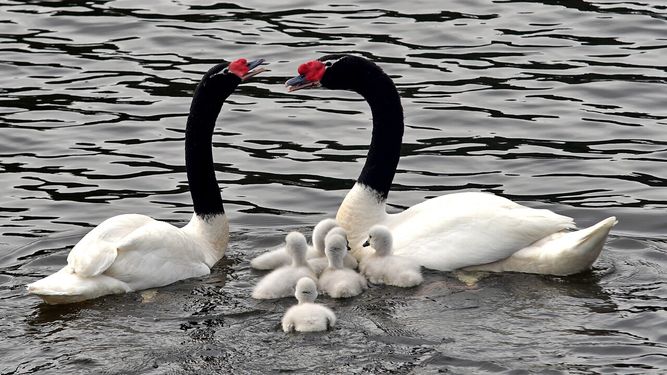 Detectan influenza aviar en cisne de cuello negro en Valdivia - Agencia Uno