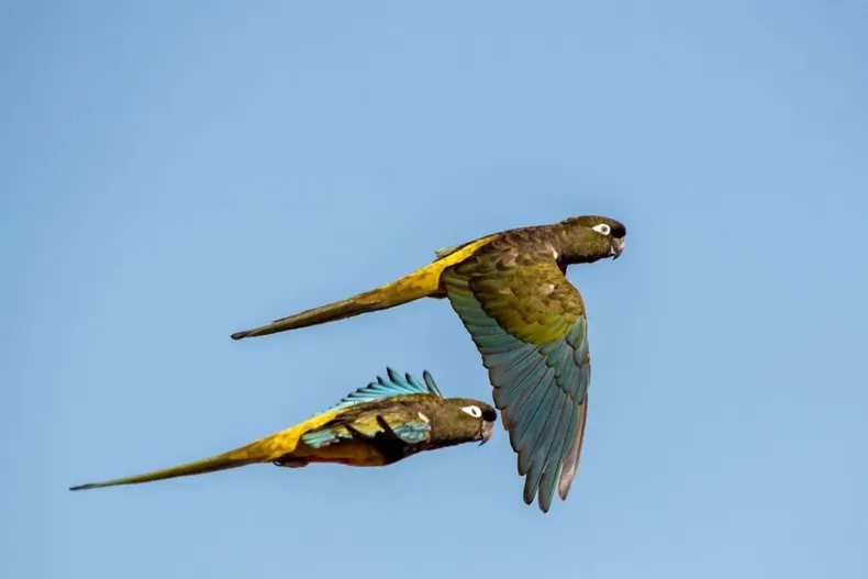 30576 diseno sin titulo 2026 02 27t125220.webp