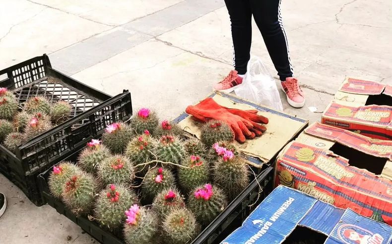 Cactus en la feria.jpg