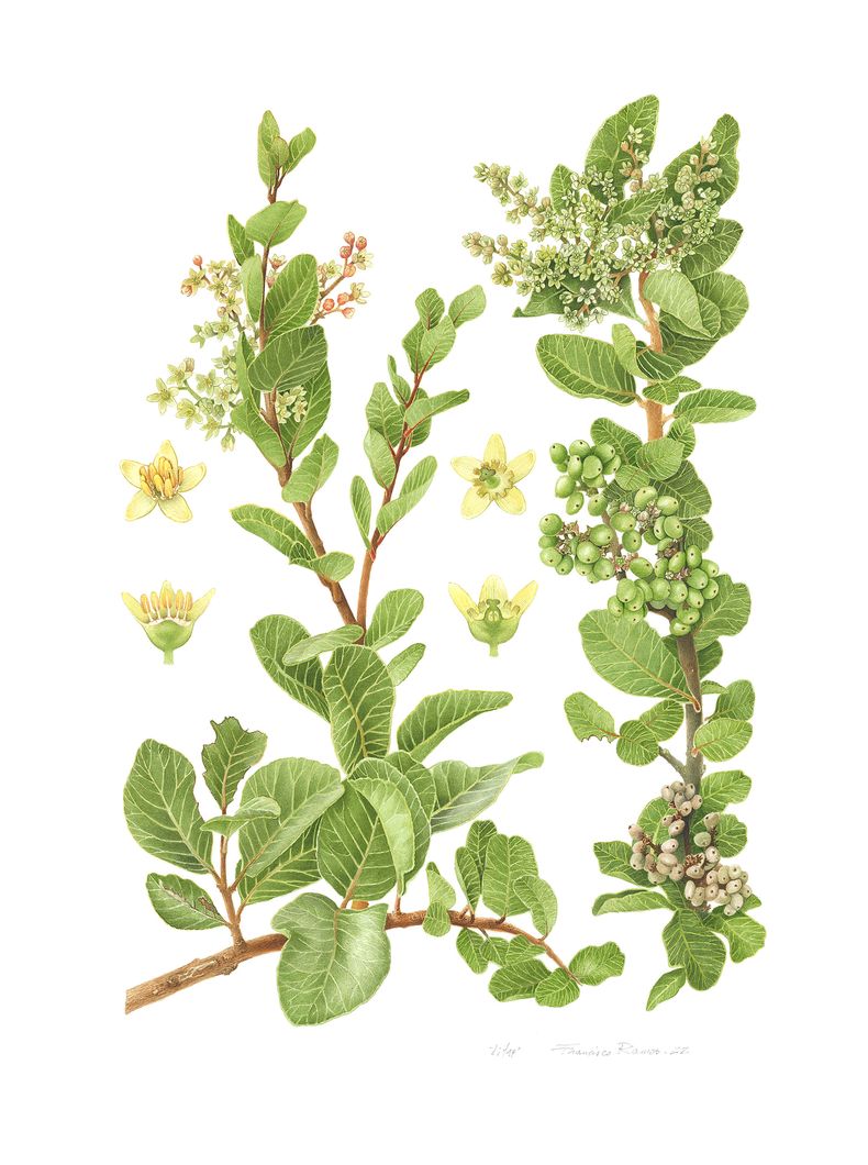 Litre, Lithraea caustica - Libro sobre plantas nativas de Chile