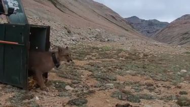 Puma rescatado en Lo Barnechea fue devuelto a su hábitat natural: Será monitoreado a través de collar satelital
