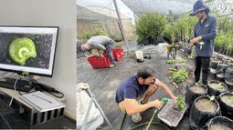 Bacterias de las costas chilenas protegen cultivos de melones y sandías de la sequía.&nbsp;