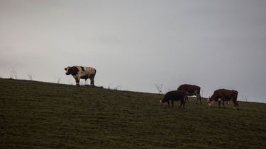 El Desconcierto | Imagen de unas vacas en un cerro