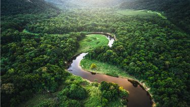 El Desconcierto | amazonia.jpg