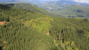 Toma VIP de Forestal Arauco en Valdivia: Empresa explotó terreno de jubilado durante 18 años