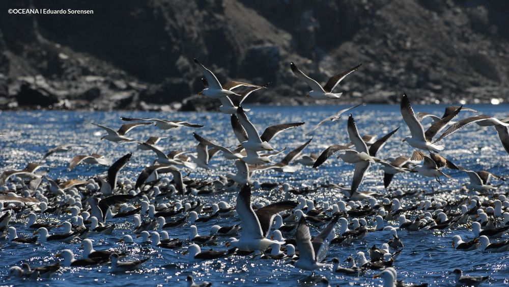 Oceana presenta recurso de reclamación al Comité de Ministros y pide sumar argumentos que avalan rechazo a Dominga