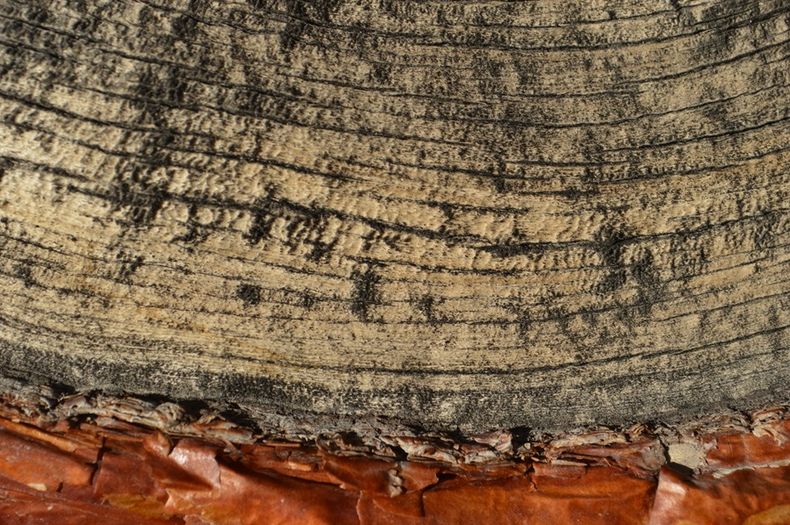 3405 arboles clima.jpg