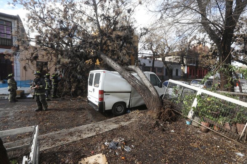 arboles urbanos son mas propensos a caidas debido a deterioro de raices y podas mal ejecutadas.jpg