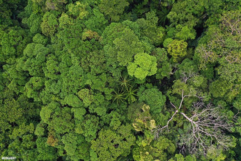 amazonia.jpg