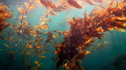 Instancia internacional convocará a investigadores para mapear bosques de macroalgas en Latinoamérica Instancia internacional convocará a investigadores para mapear bosques de macroalgas en Latinoamérica