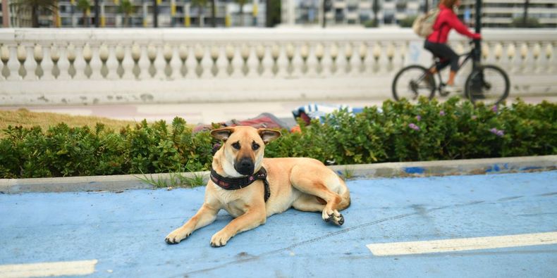 Perros acompañaban a humanos hace más de 15.000 años, según estudios genéticos / Agencia Uno