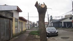 Defensa del árbol urbano