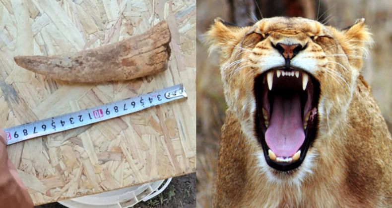 tigre dientes de sable 750x400 1.jpg