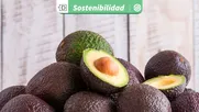 hongos en palta hass pueden evitarse naturalmente con aceites esenciales de hinojo y mostaza, segun inia la platina
