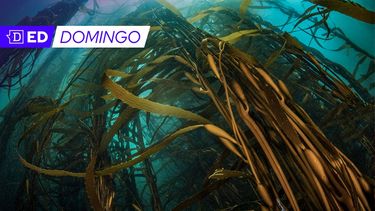 ¿Puede la biomedicina abrir una oportunidad para disminuir la extracción de algas pardas?