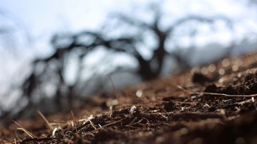 Sequía en Chile: Gobierno decreta emergencia agrícola en cuatro regiones