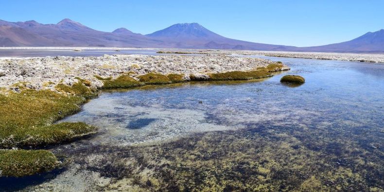 Salar de Ascotán bajo investigación por daño ambiental a especies únicas / Foto: Universidad De Chile