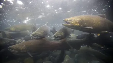 Salmoneras en Chile aumentaron 10% el uso de antibióticos en un año: Científicos alertan por resistencia bacteriana